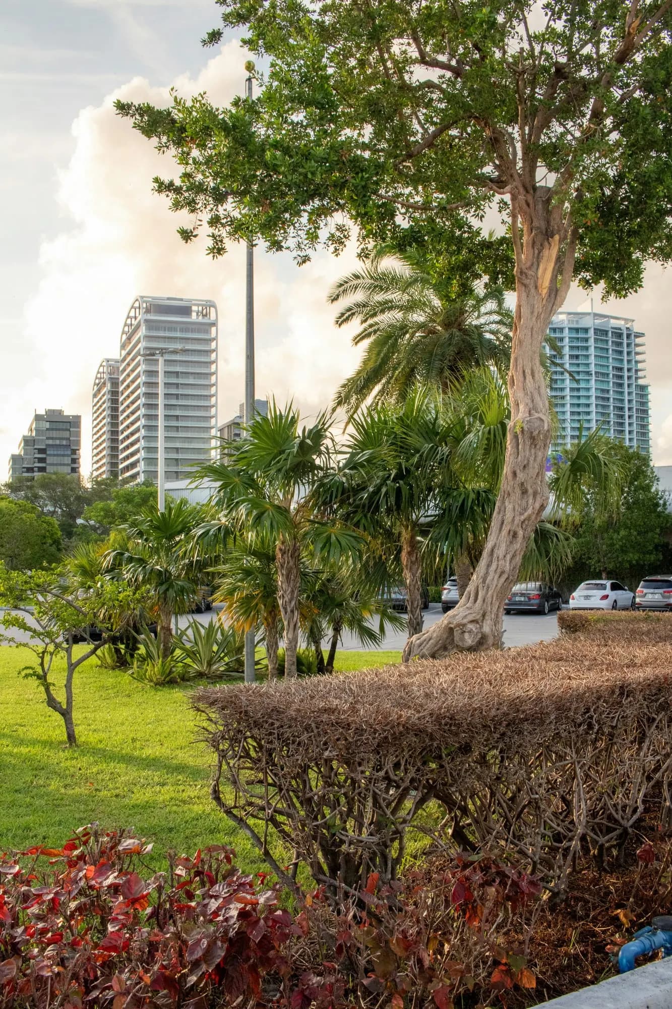 Mature trees and palms with residential buildings behind them